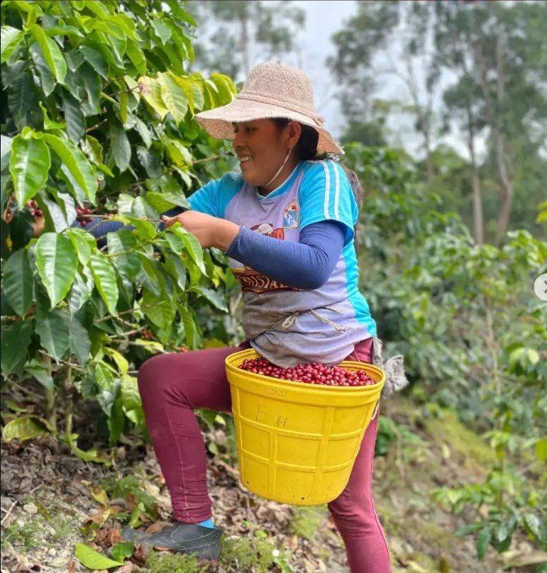A coffee harvester carrying a basket of freshly picked cherries
