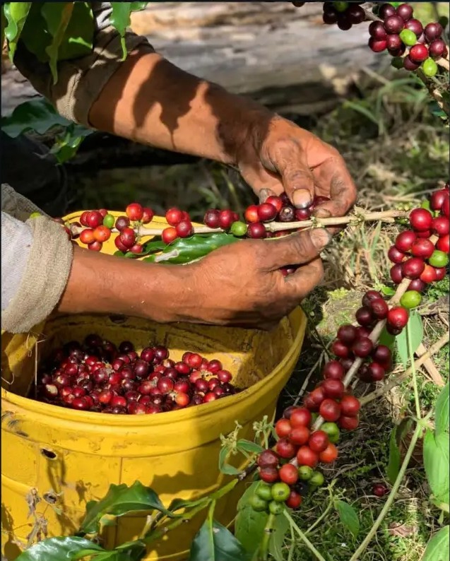 Hands harvesting ripe red coffee cherries into a yellow basket